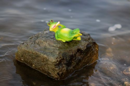 frog water lazy