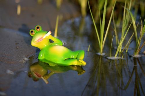 frog water lazy