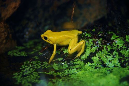 frog amphibian yellow