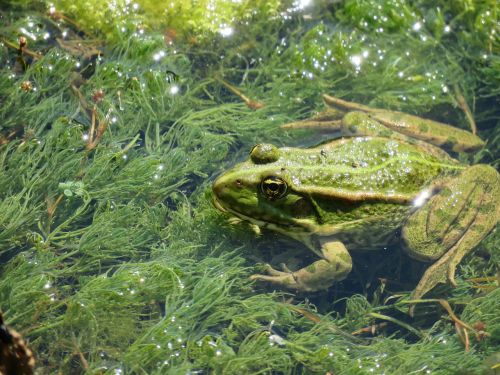 frog mare nature