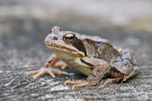 frog nature macro