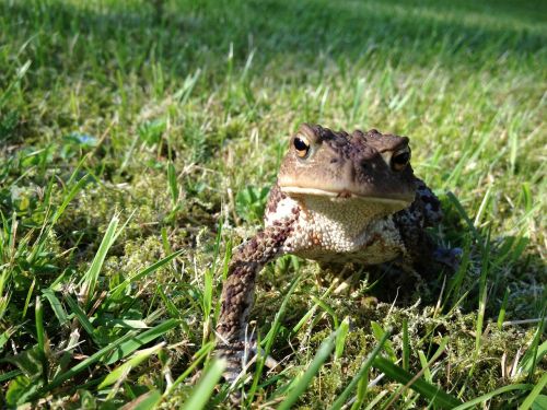 frog toad green