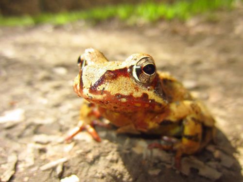 frog brown eyes