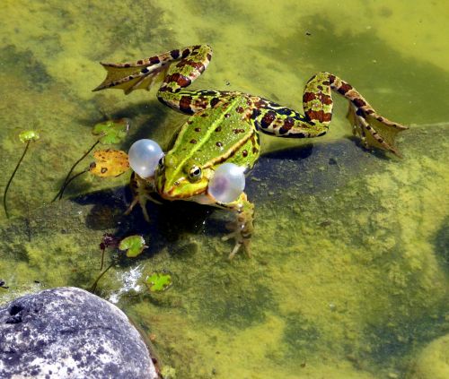 frog mating season spring