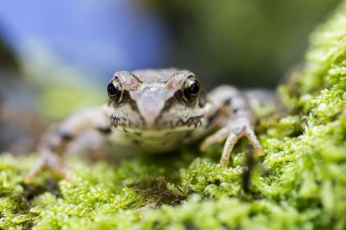 frog little macro