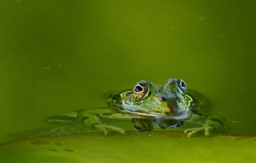 frog frog pond water