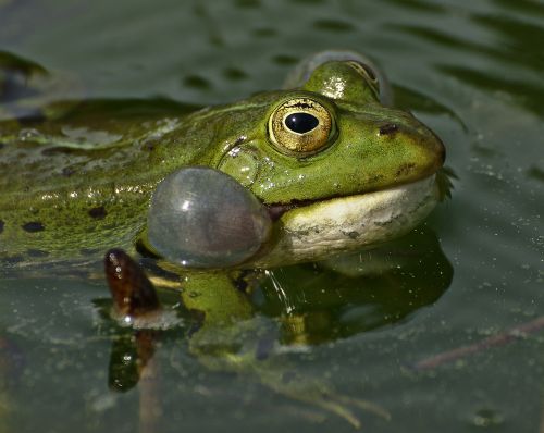 frog lake pond
