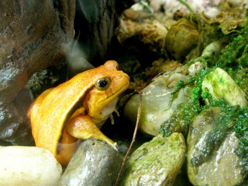 frog tomato frog amphibian
