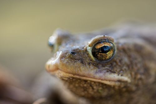 frog toad nature