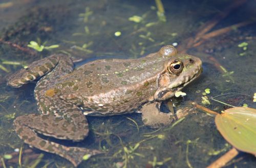 frog animal amphibian