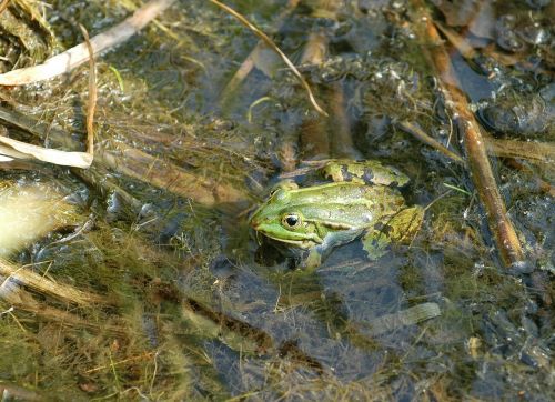 frog pond with frogs garden pond