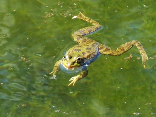 frog raft water