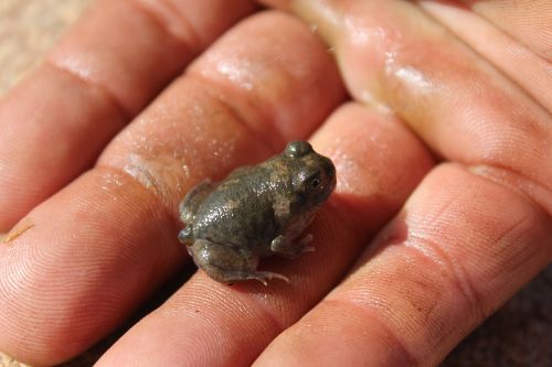frog swim hand