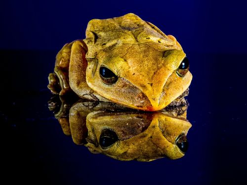 frog toad golden eyes