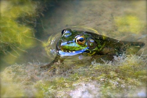 frog nature environment