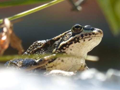 frog lookout raft