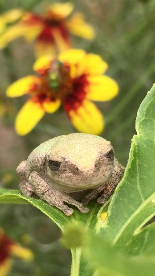 frog toad flower