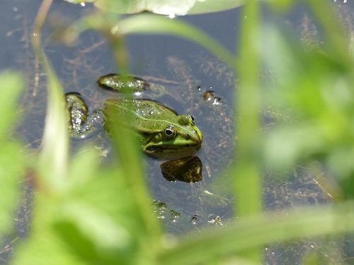 frog pond water frog