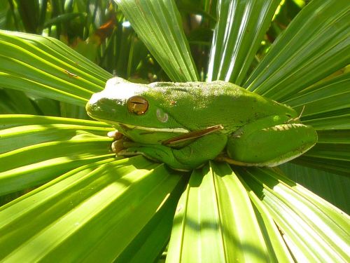 frog green amphibian