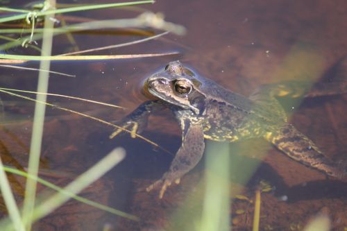 frog toad brown