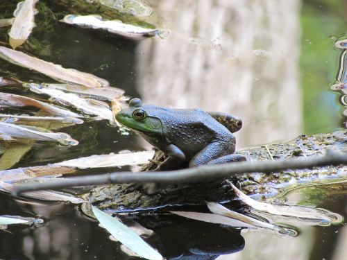 frog amphibian wilderness park