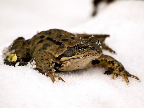 frog common frog amphibians