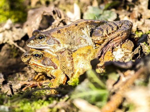frog common frog amphibians