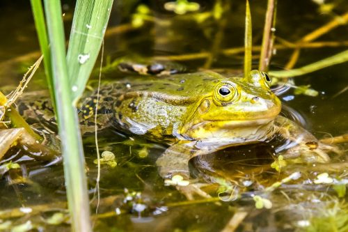 frog water frog amphibians
