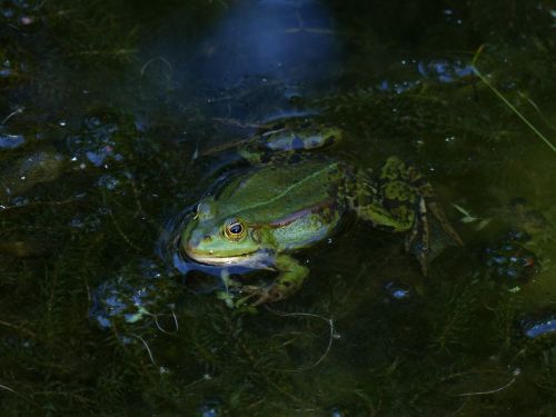frog pond water