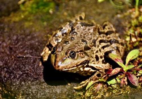 frog pond animal