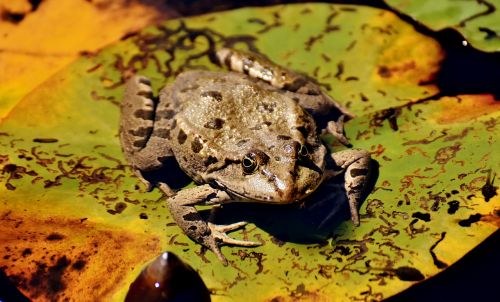 frog pond animal