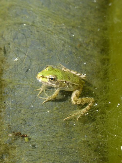 frog batrachian small
