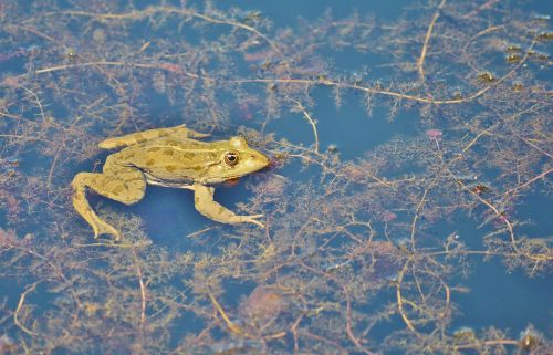 frog pond garden pond