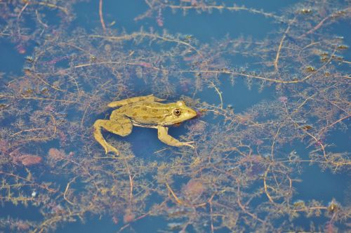 frog pond garden pond