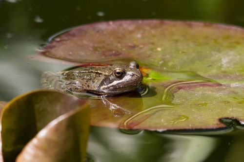 frog pond amphibian