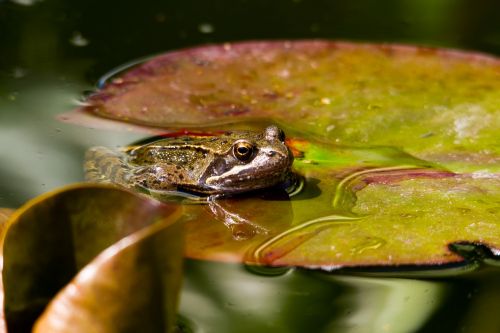 frog pond water