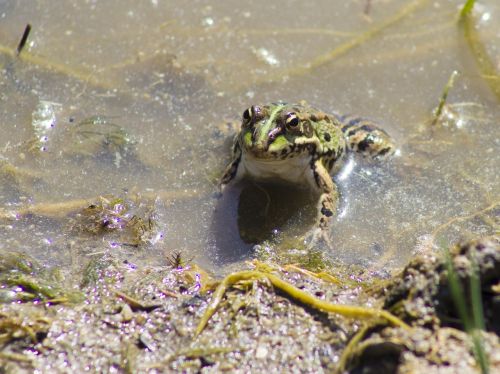 frog batrachian water