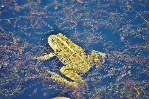 frog pond garden pond