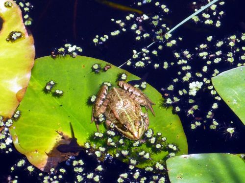 frog pond water