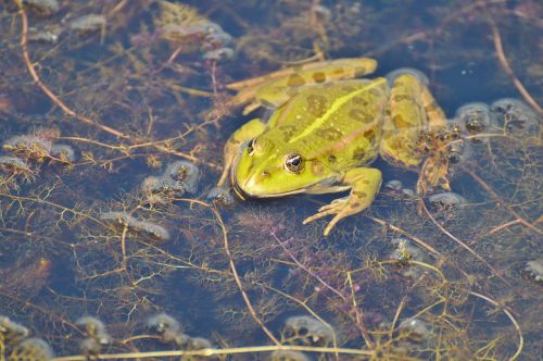 frog pond garden pond