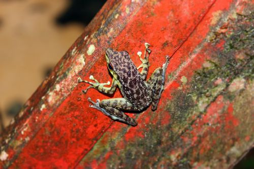 frog nature fauna