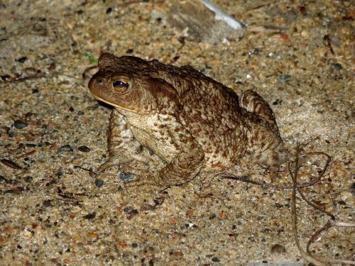 frog sand nature