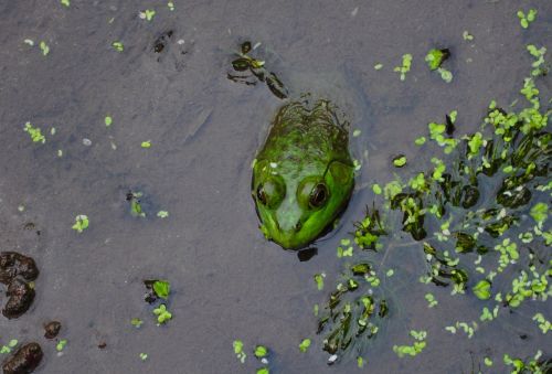 frog pond spring