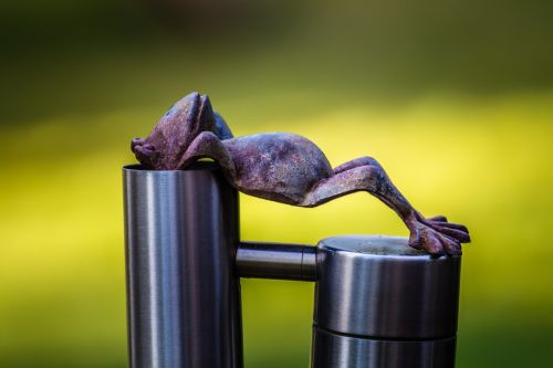 frog relax rest
