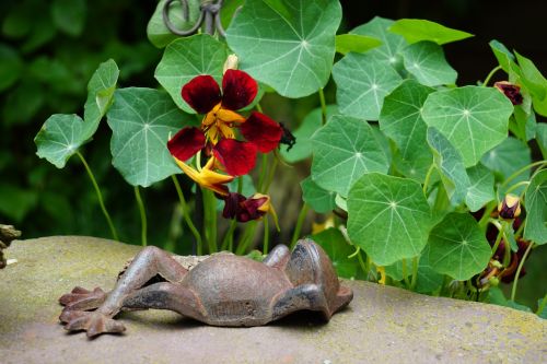 frog summer nasturtium