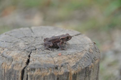 frog amphibian outside