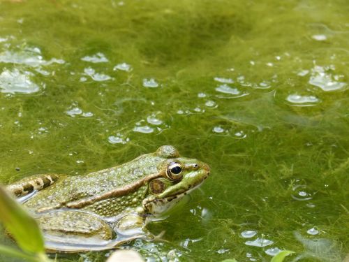 frog raft algae