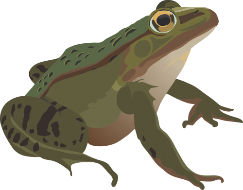 frog green amphibian