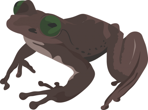 frog brown amphibian