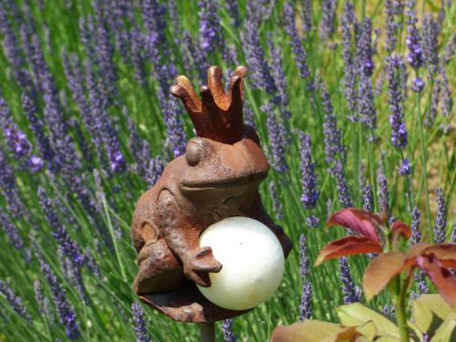 frog lavender frog prince